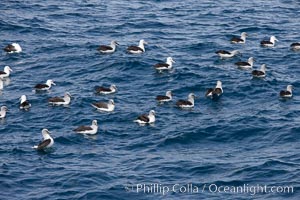 Gray-headed albatross, floating on the ocean, Thalassarche chrysostoma