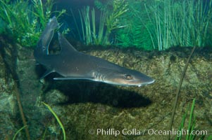 The grey smooth-hound shark is often found in bay, estuaries and rocky shorelines, from the Gulf of California to northern California, Mustelus californicus