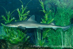 The grey smooth-hound shark is often found in bay, estuaries and rocky shorelines, from the Gulf of California to northern California, Mustelus californicus