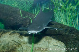 The grey smooth-hound shark is often found in bay, estuaries and rocky shorelines, from the Gulf of California to northern California, Mustelus californicus