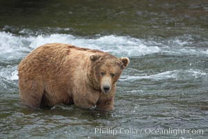 A large, old brown bear (grizzly bear) wades across Brooks River. Coastal and near-coastal brown bears in Alaska can live to 25 years of age, weigh up to 1400 lbs and stand over 9 feet tall, Ursus arctos, Katmai National Park