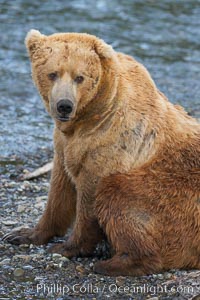 A large, old brown bear (grizzly bear) wades across Brooks River. Coastal and near-coastal brown bears in Alaska can live to 25 years of age, weigh up to 1400 lbs and stand over 9 feet tall, Ursus arctos, Katmai National Park