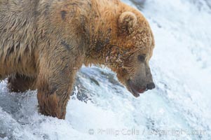 A large, old brown bear (grizzly bear) wades across Brooks River. Coastal and near-coastal brown bears in Alaska can live to 25 years of age, weigh up to 1400 lbs and stand over 9 feet tall, Ursus arctos, Katmai National Park