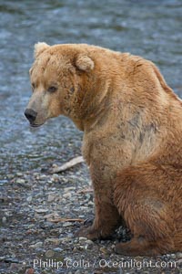 A large, old brown bear (grizzly bear) wades across Brooks River. Coastal and near-coastal brown bears in Alaska can live to 25 years of age, weigh up to 1400 lbs and stand over 9 feet tall, Ursus arctos, Katmai National Park