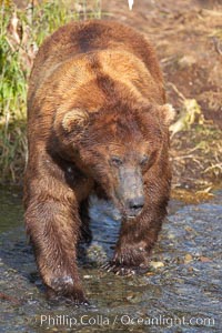 A large, old brown bear (grizzly bear) wades across Brooks River. Coastal and near-coastal brown bears in Alaska can live to 25 years of age, weigh up to 1400 lbs and stand over 9 feet tall, Ursus arctos, Katmai National Park