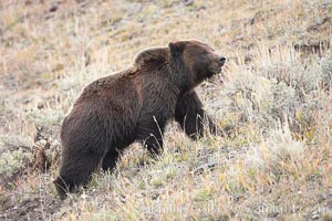 Grizzly bear, autumn, fall, brown grasses, Ursus arctos horribilis, Lamar Valley, Yellowstone National Park, Wyoming