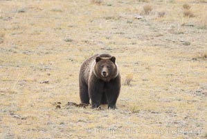 Grizzly bear, autumn, fall, brown grasses, Ursus arctos horribilis, Lamar Valley, Yellowstone National Park, Wyoming