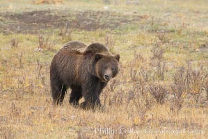 Grizzly bear, autumn, fall, brown grasses, Ursus arctos horribilis, Lamar Valley, Yellowstone National Park, Wyoming