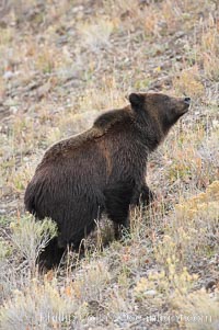 Grizzly bear, autumn, fall, brown grasses, Ursus arctos horribilis, Lamar Valley, Yellowstone National Park, Wyoming