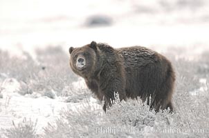 Grizzly bear in snow, Ursus arctos horribilis, Lamar Valley, Yellowstone National Park, Wyoming