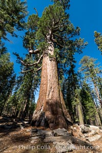 The Grizzly Giant Sequoia Tree in Yosemite. Giant sequoia trees (Sequoiadendron giganteum), roots spreading outward at the base of each massive tree, rise from the shaded forest floor. Mariposa Grove, Yosemite National Park.