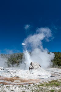 Grotto Geyser, Yellowstone National Park, Upper Geyser Basin