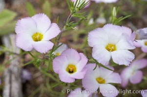 Ground pink blooms in spring, Batiquitos Lagoon, Carlsbad, Linanthus dianthiflorus