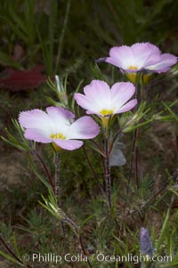 Ground pink blooms in spring, Batiquitos Lagoon, Carlsbad, Linanthus dianthiflorus
