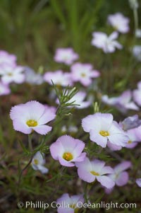 Ground pink blooms in spring, Batiquitos Lagoon, Carlsbad, Linanthus dianthiflorus