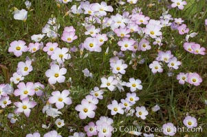 Ground pink blooms in spring, Batiquitos Lagoon, Carlsbad, Linanthus dianthiflorus