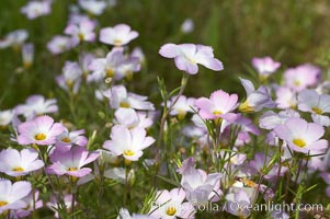 Ground pink blooms in spring, Batiquitos Lagoon, Carlsbad, Linanthus dianthiflorus