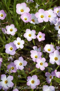 Ground pink blooms in spring, Batiquitos Lagoon, Carlsbad, Linanthus dianthiflorus