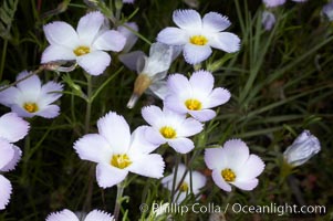 Ground pink blooms in spring, Batiquitos Lagoon, Carlsbad, Linanthus dianthiflorus