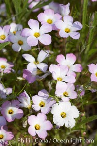 Ground pink blooms in spring, Batiquitos Lagoon, Carlsbad, Linanthus dianthiflorus