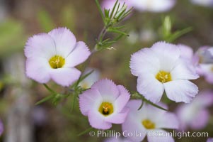 Ground pink blooms in spring, Batiquitos Lagoon, Carlsbad, Linanthus dianthiflorus