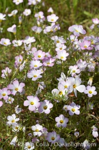 Ground pink blooms in spring, Batiquitos Lagoon, Carlsbad, Linanthus dianthiflorus