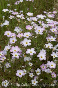 Ground pink blooms in spring, Batiquitos Lagoon, Carlsbad, Linanthus dianthiflorus