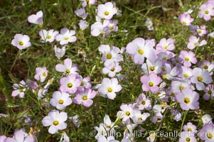 Ground pink blooms in spring, Batiquitos Lagoon, Carlsbad, Linanthus dianthiflorus