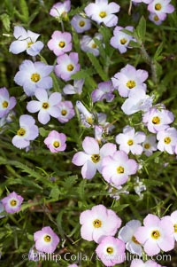 Ground pink blooms in spring, Batiquitos Lagoon, Carlsbad, Linanthus dianthiflorus