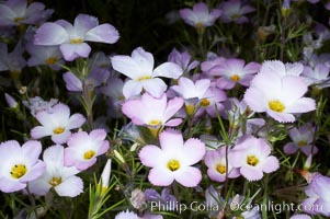 Ground pink blooms in spring, Batiquitos Lagoon, Carlsbad, Linanthus dianthiflorus