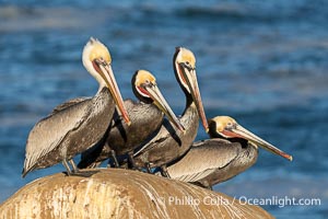 Group of Adult California Brown Pelicans in Winter Plumage. The breeding birds have brown necks. Note the yellow head, red throat of winter, Pelecanus occidentalis, Pelecanus occidentalis californicus, La Jolla