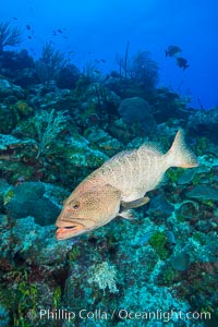 Grouper on coral reef, Grand Cayman Island. Cayman Islands, natural history stock photograph, photo id 32172