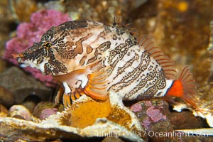 Grunt sculpin.  Grunt sculpin have evolved into its strange shape to fit within a giant barnacle shell perfectly, using the shell to protect its eggs and itself, Rhamphocottus richardsoni