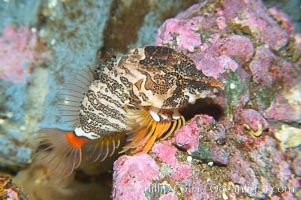 Grunt sculpin.  Grunt sculpin have evolved into its strange shape to fit within a giant barnacle shell perfectly, using the shell to protect its eggs and itself, Rhamphocottus richardsoni