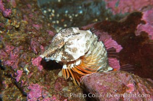 Grunt sculpin.  Grunt sculpin have evolved into its strange shape to fit within a giant barnacle shell perfectly, using the shell to protect its eggs and itself., Rhamphocottus richardsoni, natural history stock photograph, photo id 13727