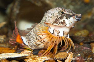 Grunt sculpin.  Grunt sculpin have evolved into its strange shape to fit within a giant barnacle shell perfectly, using the shell to protect its eggs and itself, Rhamphocottus richardsoni