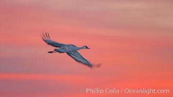 Sandhill crane in flight, sunset.