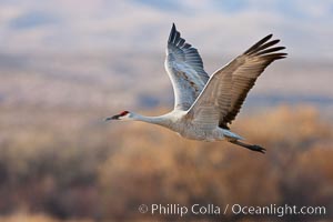 Sandhill crane in flight, wings extended, flying in front of the Chupadera Mountain Range, Grus canadensis, Bosque Del Apache, Socorro, New Mexico