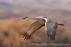 Sandhill crane in flight, wings extended, flying in front of the Chupadera Mountain Range.