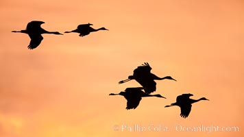 Sandhill cranes in flight, sunset, Grus canadensis, Bosque Del Apache, Socorro, New Mexico