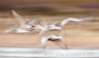 Sandhill cranes flying, wings blurred from long time exposure.