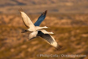 Sandhill cranes flying, sunrise, Grus canadensis, Bosque Del Apache, Socorro, New Mexico