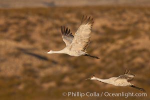 Sandhill cranes flying, sunrise, Grus canadensis, Bosque Del Apache, Socorro, New Mexico