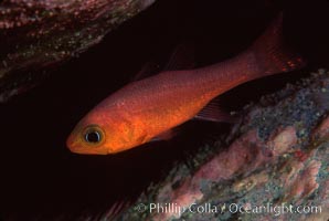 Guadalupe cardinalfish, Apogon guadalupensis, Guadalupe Island (Isla Guadalupe)