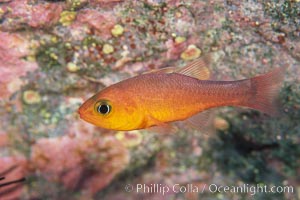 Guadalupe cardinalfish, Apogon guadalupensis, Guadalupe Island (Isla Guadalupe)