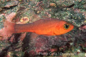 Guadalupe cardinalfish, Apogon guadalupensis, Guadalupe Island (Isla Guadalupe)