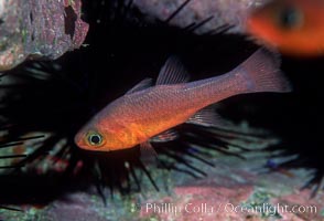 Guadalupe cardinalfish, Apogon guadalupensis, Guadalupe Island (Isla Guadalupe)