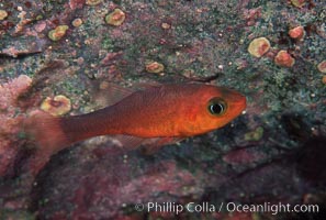 Guadalupe cardinalfish, Apogon guadalupensis, Guadalupe Island (Isla Guadalupe)