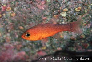 Guadalupe cardinalfish, Apogon guadalupensis, Guadalupe Island (Isla Guadalupe)