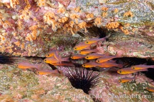 Guadalupe cardinalfish, typically schooling together in the shadow of a rock ledge, Apogon guadalupensis, Guadalupe Island (Isla Guadalupe)